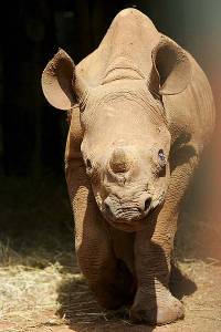 Maxwell, an orphaned rhino calf.